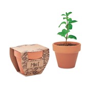 MINT POT-Terrakotta cserepes menta magvak